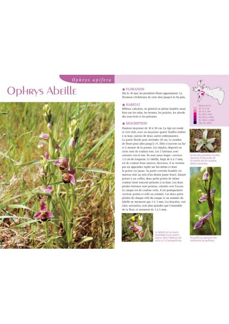 Orchidées en Presqu'île de Crozon