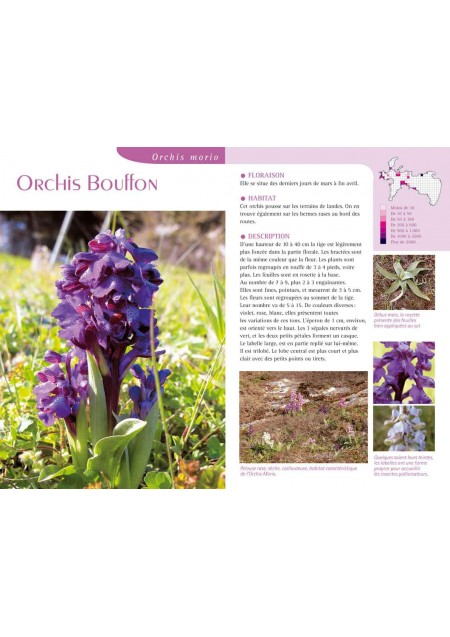 Orchidées en Presqu'île de Crozon